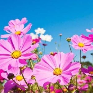 Meet your Posher, Thug